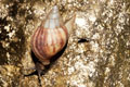 Lissachatina fulica